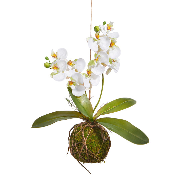 Real Touch White Orchid with Moss Ball